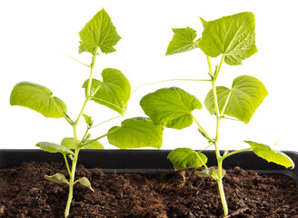 Cucumber sprout isolated on a white background.
