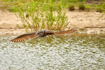 Wild Eagle Owl, the bird of prey flies with spread wings over a green lake.Sandy beach with grass in the background