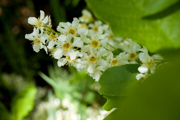 Closeup on bird cherry blossom with black background