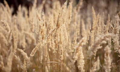 Fototapeta premium Dry ears of grass as a background.
