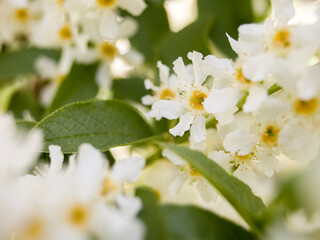 White bird cherry blossom with green leafs