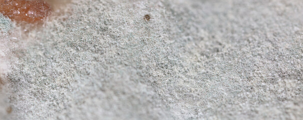 Close-up of mold on a plant as a background.