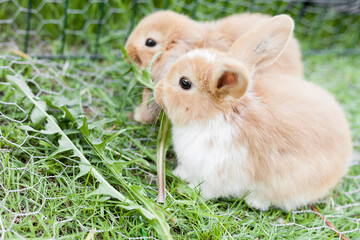 Small rabbits eating dandelion leafs