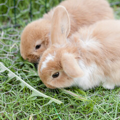 Closeup on small rabbits eating grass
