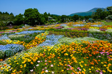 久住高原の花壇