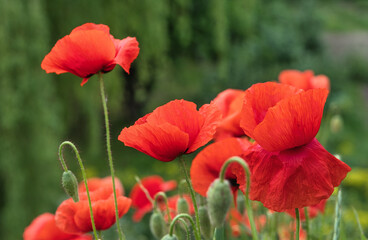 Obraz premium Wild red poppies blooming in the meadow.