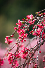 花桃