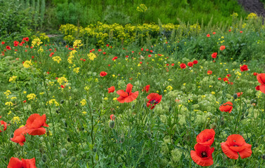 Naklejka premium Wild red poppies blooming in the meadow.