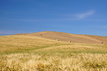 Fototapeta na wymiar hills in italy with fields of wheat