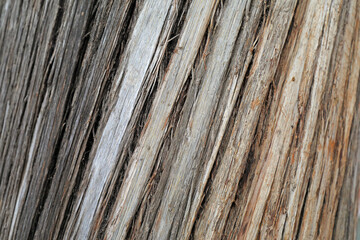 Old bark Close up photo