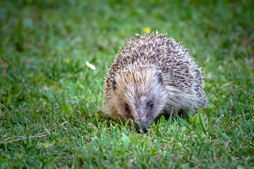 Hedgehog come out in the evening to forage for food