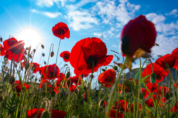 Poppies on a meadow with sunny blue sky. Nature scene with short depth of field. Close up.