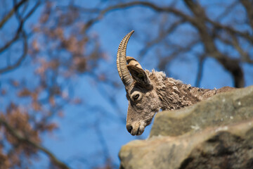 Ein Steinbock aus dem Berliner Zoo