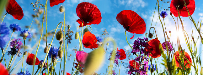Poppies and cornflowers on a meadow in morning sun. Nature scene with blue sky. Close up.