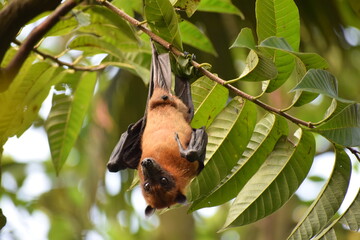 bat hanging upside down