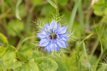 Nigella damascena in a garden  in Nantes - France