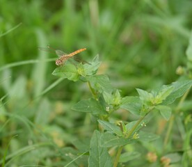 A dragonfly flies onto a leaf in the daytime