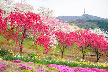 花桃