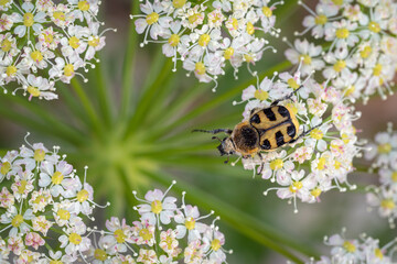 Insects crawling over flowers during springtime in flower garden