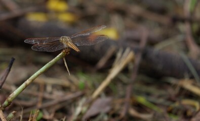 A dragonfly flies onto a leaf in the daytime