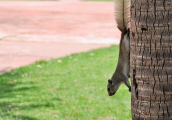 The way of life of squirrel in differnt ways