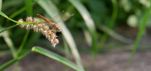 A dragonfly flies onto a leaf in the daytime