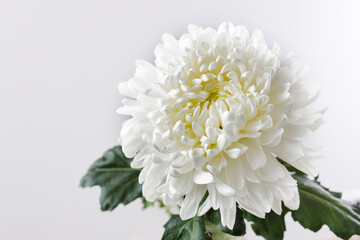 Large white chrysanthemum is on a grey background.