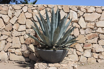 blue agave plant in field