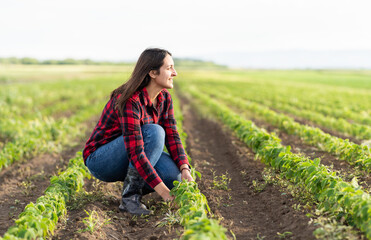 Female farmer examining green soybean plant in field