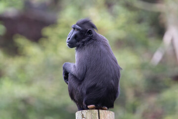 Sulawesi crested macaque (Macaca nigra) back view of a Sulawesi crested macaque with natural green background