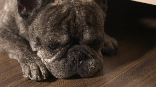 A cute pedigree dog French Bulldog alone at home lies on the floor, waiting for the bored owner. Joyless self-isolation, home quarantine. Sleep slumbers pet. Close-up of the muzzle of the face. 4k