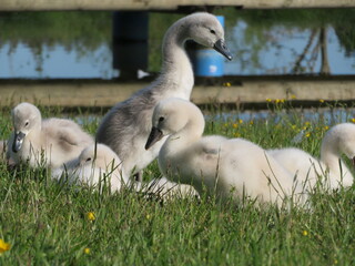 Schwanennachwuchs im Allgäu / Schwanküken