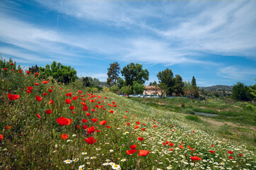 Amapolas en el campo a las riveras del r&iacute;o T&uacute;ria.