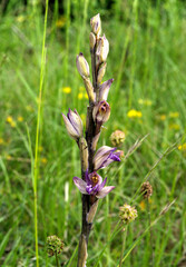 Orobanche dans la prairie à Corveissiat, Ain, France