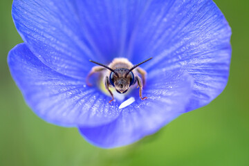 Close up detail of honey bee collecting pollin inside a purple flower