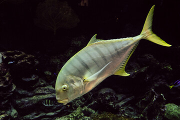 Golden Trevally fish swims on the bottom of the sea