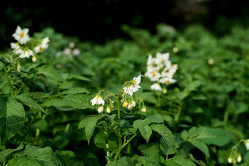 flowering bush potatoes on a green background