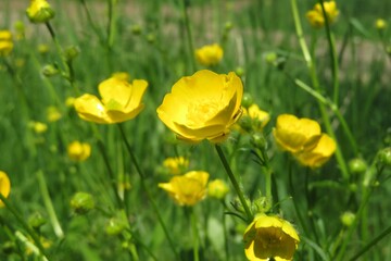 Beautiful yellow buttercup flowers in the meadow on natural green background 