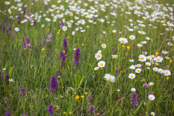 Lush blooming wild meadow flowers like purple loosestrife, daisies and other and grassland plants for bee food, Eco farming concept, nature and species protection, close up, blurred background
