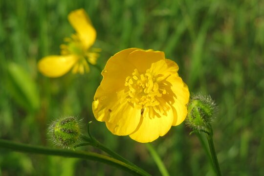 Beautiful yellow buttercup flower on green leaves background 