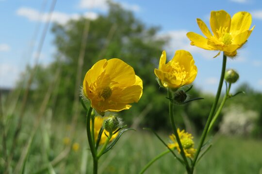 Beautiful yellow buttercup flowers in the meadow on blue sky background 