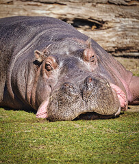 Ein Flusspferd (Hippopotamus amphibius) aus dem Berliner Zoo. Diese Dickhäuter sind meist sehr...