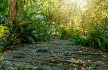 Wooden pavement and green tropical plant in good care landscaped garden