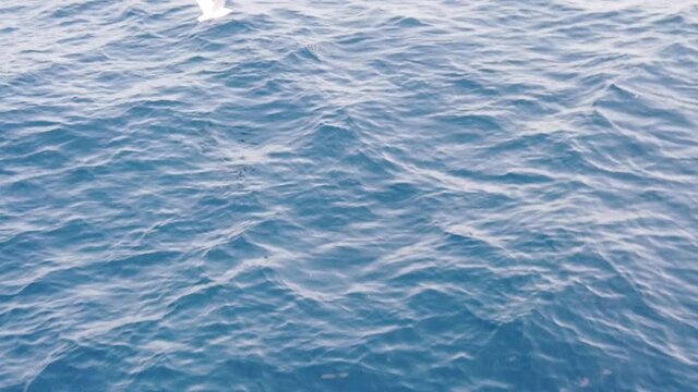 Vue de haut en slow motion sur la mer avec un oiseau qui vol au raz de l'eau