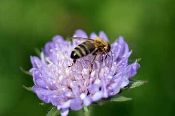 Biene auf einer Witwenblume