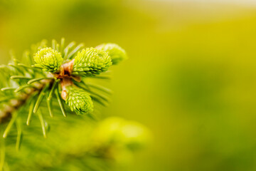 Abstract natural green background, wallpaper.  Fir branch with fresh shoots  macro. Young growing fir tree sprouts on branch in spring forest  on green defocused background. Spruce with green buds. 