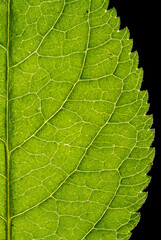 Green leaf of a plant on a black background. The texture and structure of the sheet is visible. 