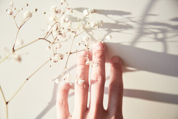Touching gypsophila flower on the white surface background with shadows. Save the Earth concept.