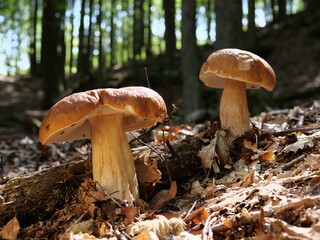 mushroom in the forest