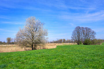Fototapeta na wymiar Spring landscape with a flowering tree